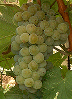 Grappe de Sauvignon