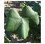 Feuille d'Alicante Bouschet