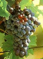 Grappe d'Al&eacute;atico