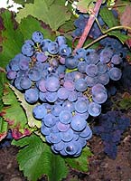 Grappe de B&eacute;quignol