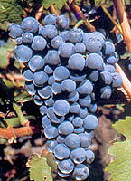 Grappe de Carm&eacute;n&egrave;re