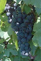 Grappe d'Aramon