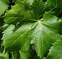 Feuille de Carm&eacute;n&egrave;re