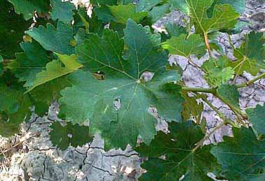 Feuille de Cabernet-Sauvignon