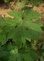 Feuille de Dabouki