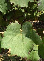 Feuille de Gamay Fréaux