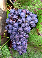 Grappe de Gamay Fréaux
