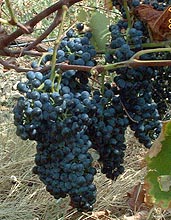 Grappe de Jacquez