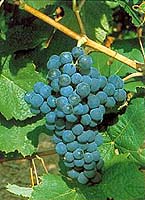 Grappe de Tressot