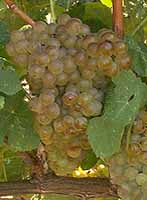 Grappe de Marsanne