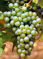 Grappe de Müller-Thurgau