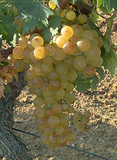 Grappe de Muscat blanc à petits grains