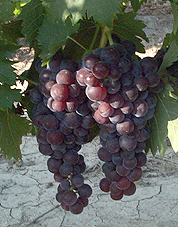 Grappe de Muscat rose à petits grains