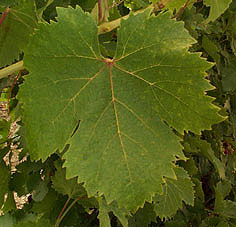 Feuille de Muscat d'Alexandrie