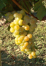 Grappe de Muscat d'Alexandrie
