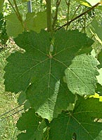 Feuille de Ondenc