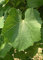 Feuille de Petit Manseng