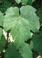 Feuille de Petit Verdot