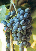 Grappe de Petit Verdot