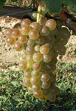 Grappe de Roussanne