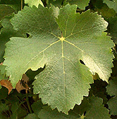 Feuille de Sauvignon