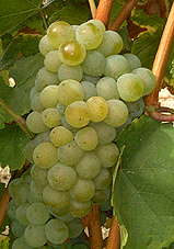 Grappe de Sylvaner