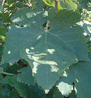 Feuille de Syrah