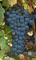 Grappe de Syrah