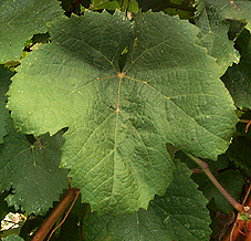 Feuille de Tannat