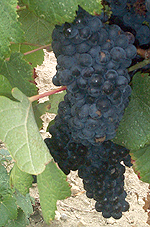 Grappe de Tannat