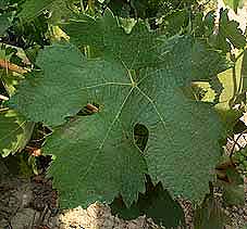 Feuille de Tempranillo