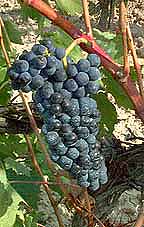 Grappe de Tempranillo