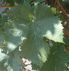 Feuille de Cabernet Franc