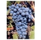 Grappe de Carm&eacute;n&egrave;re