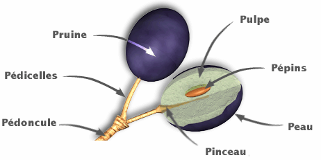 Structure du grain de raisin