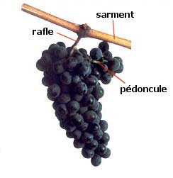 Structure de la grappe de raisin
