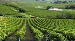 Château d'Aiguilhe-Querre - Côtes de Castillon Rouge