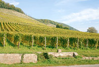 Domaine Dirler-Cadé