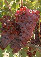 Grappe de Barbaroux