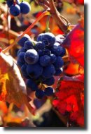 L'Union des Producteurs de Plaimont réclame une aide pour les jeunes viticulteurs