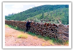 Cork drying