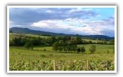 Vineyards of Alsace
