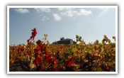 Vineyards of Beaujolais
