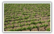 Vineyards of Rhone Valley