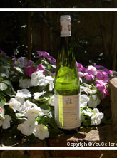 Kientzler, Muscat Grand Cru Kirchberg