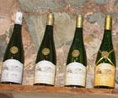 Vignoble de la Mulonnière - Espoir de la cave - Trie de vendange